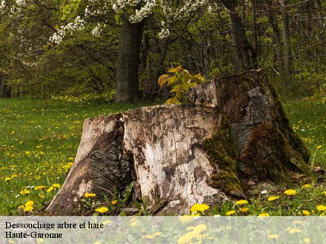 Dessouchage arbre et haie Haute-Garonne 