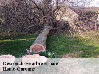 dessouchage-arbre-et-haie