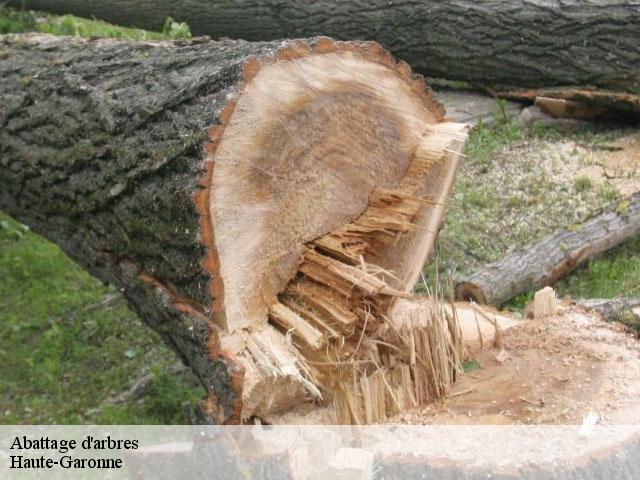 Abattage d'arbres Haute-Garonne