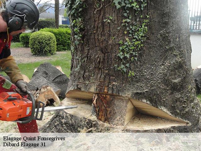 Quint-Fonsegrives. Spectaculaires, ces professionnels de l'élagage 