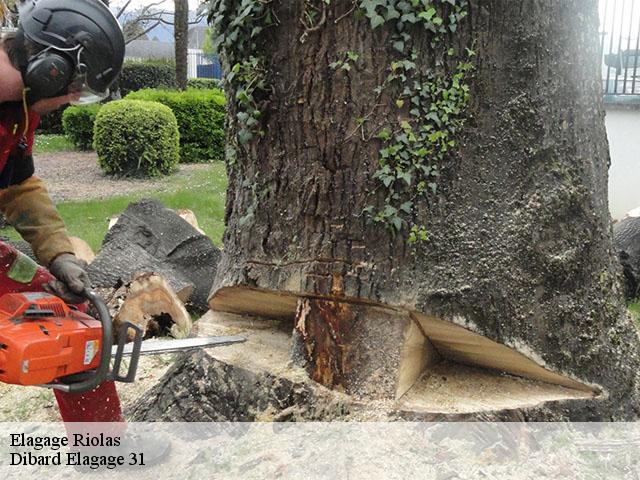 Elagage riolas-31230 Dibard Elagage 31