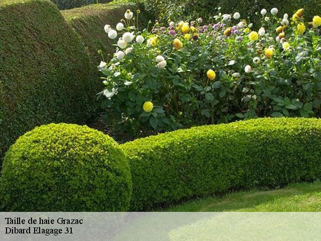 Taille de haie grazac-31190 Dibard Elagage 31