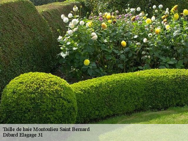 Taille de haie montoulieu-saint-bernard-31420 Dibard Elagage 31