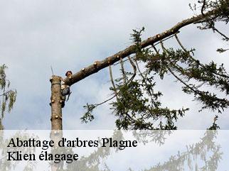 abattage-d-arbres