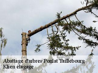 abattage-d-arbres