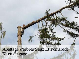 abattage-d-arbres