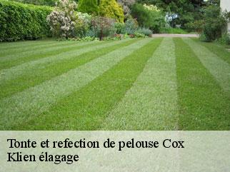 tonte-et-refection-de-pelouse