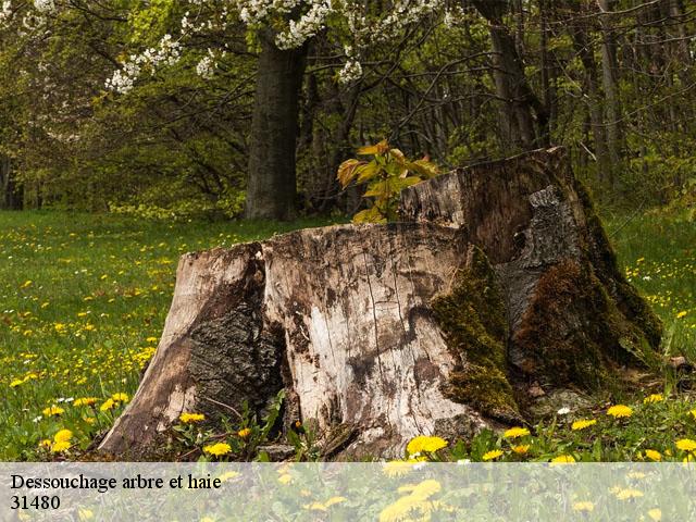 Dessouchage arbre et haie 31480