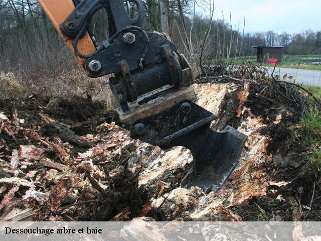 Dessouchage arbre et haie