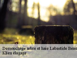 dessouchage-arbre-et-haie