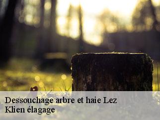 dessouchage-arbre-et-haie