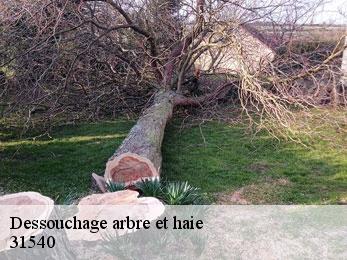 dessouchage-arbre-et-haie
