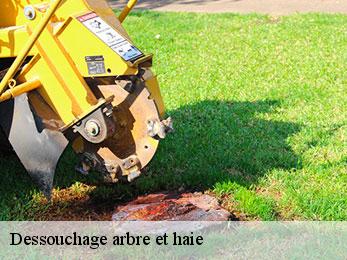 dessouchage-arbre-et-haie