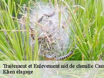 traitement-et-enlevement-nid-de-chenille
